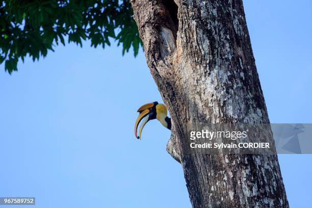 India,Tamil Nadu,Anaimalai Mountain Range ,Great hornbill also known as the great Indian hornbill or great pied hornbill,male at the nest.
