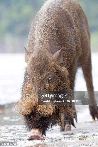 Asie, Bornéo, Malaisie, Sarawak, Parc national de Bako, sanglier à barbe ou sanglier à moustaches , sur la plage.