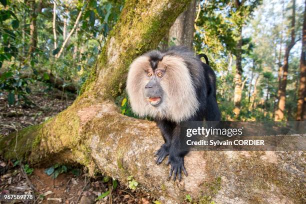 Inde,Tamil Nadu, montagnes de Annamalai , macaque à queue de lion ou ouandérou , le macaque à queue de lion se classe parmi les primates les plus...