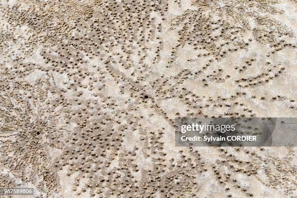 Asie, Bornéo, Malaisie, Sarawak, Parc national de Bako, boulettes de sable fabriquées par de petits crabes à maréee basse.