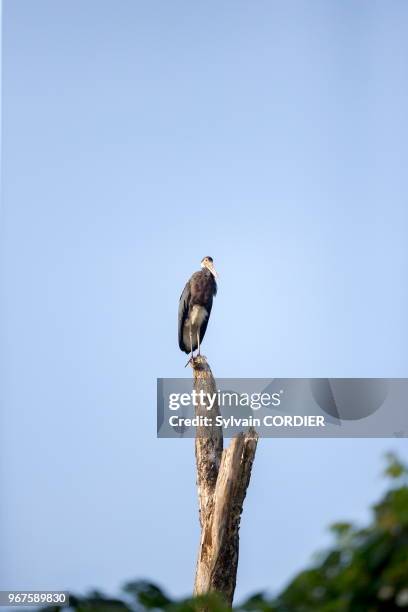 Asie, Bornéo, Malaisie, Sabah, rivière Kinabatangan, Cigogne de Storm .