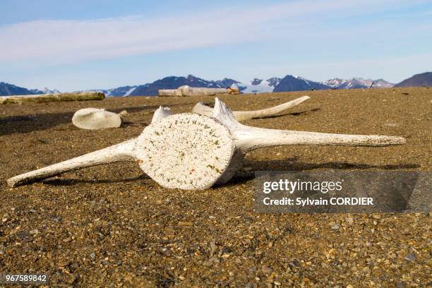 Norvège, Archipel du Svalbard, Spitzberg, vertèbre de baleine.