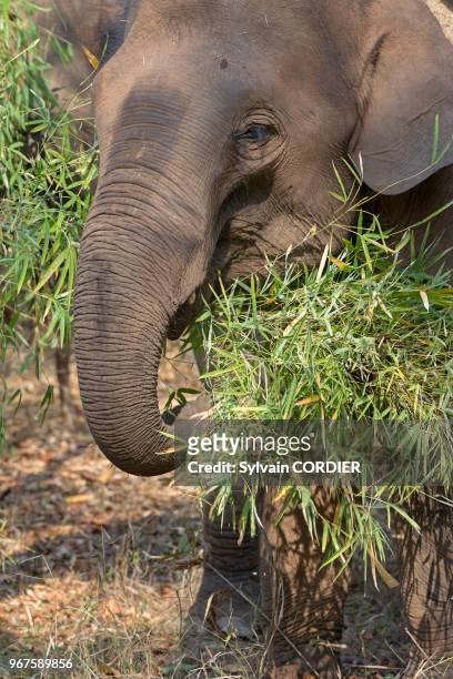 Inde , Madhya Pradesh , Parc national de Bandhavgarh , Eléphant d'Asie .