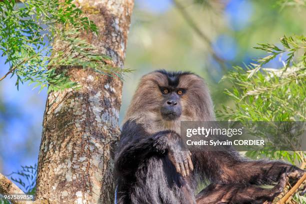 Inde,Tamil Nadu, montagnes de Annamalai , macaque à queue de lion ou ouandérou ., le macaque à queue de lion se classe parmi les primates les plus...