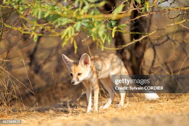 Inde, Gujarat, Little Rann of Kutch, renard du désert indien , jeunes au terrier.