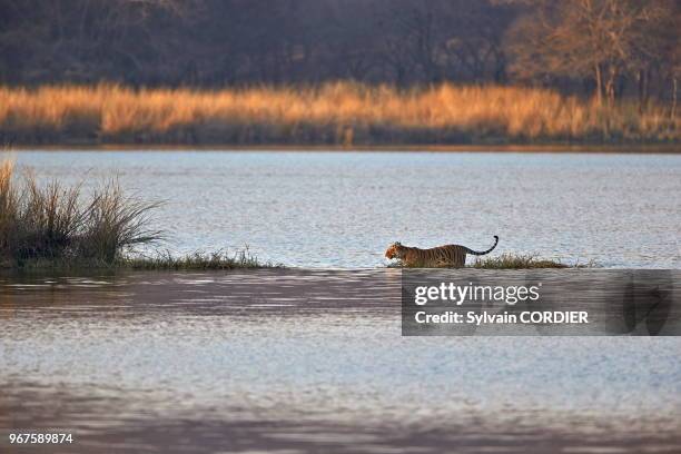 Asie,Inde,Rajasthan,Parc national de Rathambore,Tigre du Bengale ,traverse un marais à la nage.