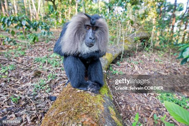 Inde,Tamil Nadu, montagnes de Annamalai , macaque à queue de lion ou ouandérou ., le macaque à queue de lion se classe parmi les primates les plus...