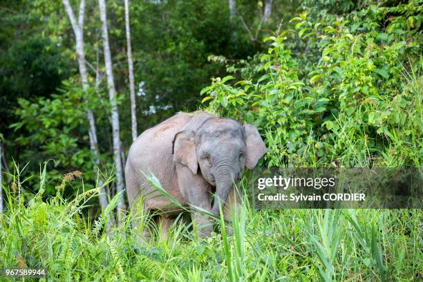 Asie, Bornéo, Malaisie, Sabah, rivière Kinabatangan, Eléphant de Bornéo ou éléphant pygmée de Bornéo , sous espèce de l'éléphant d'Asie, jeune.