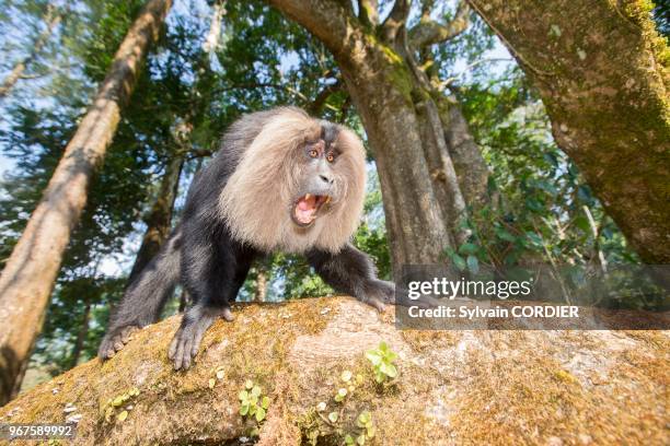 Inde, Tamil Nadu, montagnes de Annamalai , macaque à queue de lion ou ouandérou , Le macaque à queue de lion se classe parmi les primates les plus...