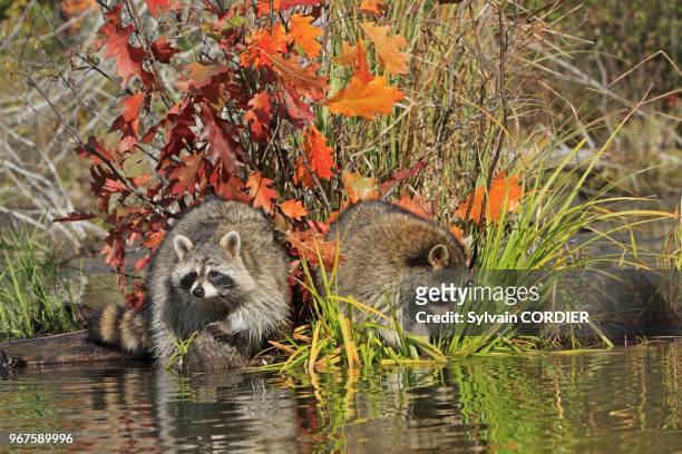 Raccoon or racoon, Adulte , , Order : Carnivora, Family ;Procyonidae,.