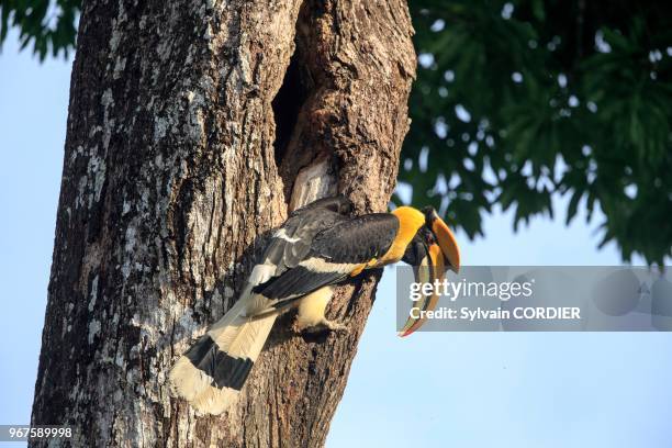 India,Tamil Nadu,Anaimalai Mountain Range ,Great hornbill also known as the great Indian hornbill or great pied hornbill,male at the nest.