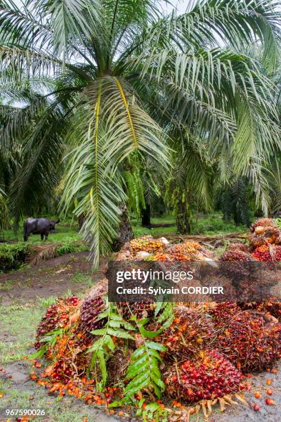 Asie, Bornéo, Malaisie, Sabah, Sukau, palmier à huile ou éléis de Guinée , fruits.