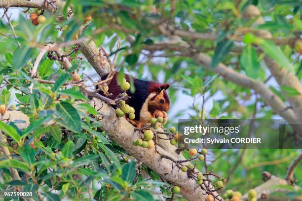 India, Tamil Nadu, Anaimalai Mountain Range , Indian giant squirrel, or Malabar giant squirrel .