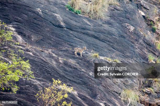 India, Tamil Nadu, Anaimalai Mountain Range , Nilgiri tahr .