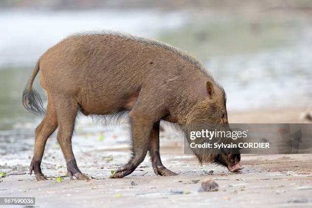 Asie, Bornéo, Malaisie, Sarawak, Parc national de Bako, sanglier à barbe ou sanglier à moustaches , sur la plage.