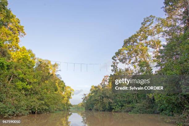 Asie, Bornéo, Malaisie, Sabah, rivière Kinabatangan, Forêt tropicale détruite pour la plantation de palmiers à huile.