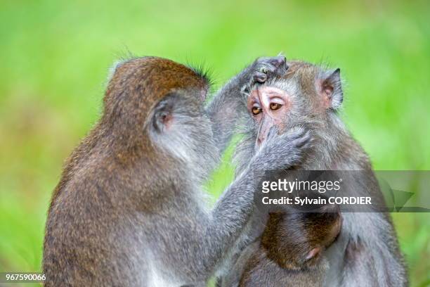 Asie, Bornéo, Malaisie, Sarawak, Parc national de Bako, Macaque à longue queue ou macaque crabier , épouillage.