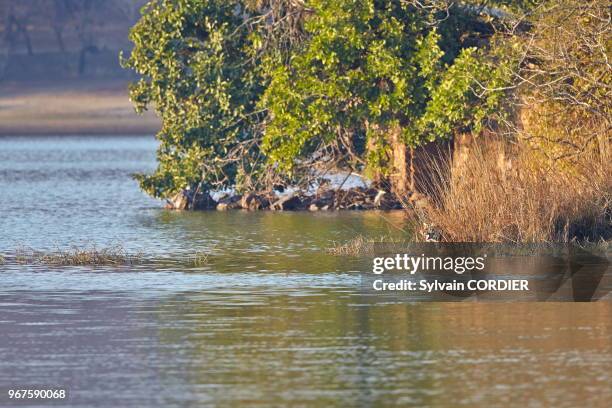 Asie,Inde,Rajasthan,Parc national de Rathambore,Tigre du Bengale ,traverse un marais à la nage.