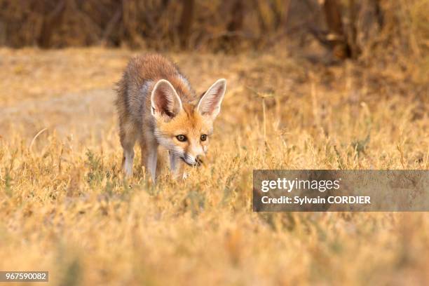 Inde, Gujarat, Little Rann of Kutch, Sanctuaire pour les ânes sauvages, Renard du désert indien , jeune au terrier. India, Gujarat, Little Rann of...