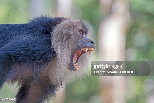 Inde,Tamil Nadu, montagnes de Annamalai , macaque à queue de lion ou ouandérou ,Le macaque à queue de lion se classe parmi les primates les plus...