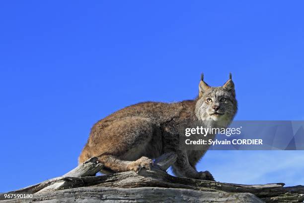 Canadian Lynx , order : carnivora , family : felidae.