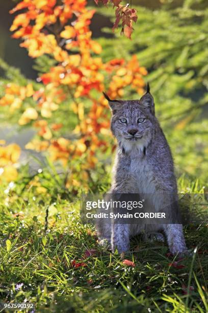 Canadian Lynx , order : carnivora , family : felidae.