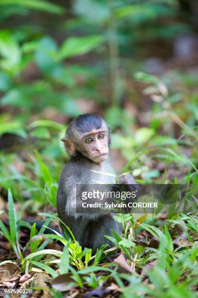 Asie, Bornéo, Malaisie, Sarawak, Parc national de Bako, Macaque à longue queue ou macaque crabier , bébé.
