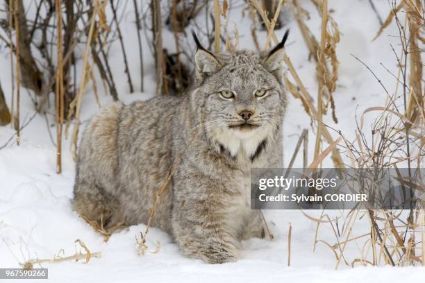 Lynx Canadien , Bozeman, Montana, USA.