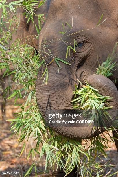 Inde , Madhya Pradesh , Parc national de Bandhavgarh , Eléphant d'Asie .