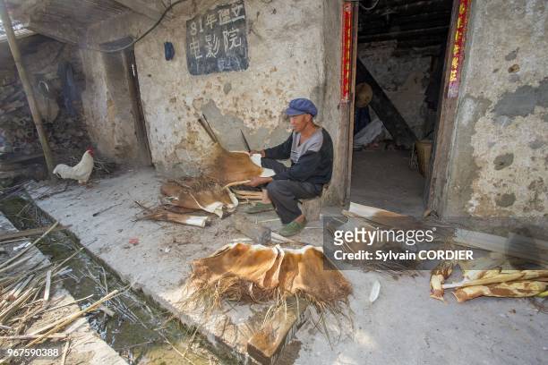 Chine , Province du Yunnan , Ethnie des Hani, Yuanyang, Village de Mengpin, un homme travaille la base de pousse de bambou pour en faire des habits...