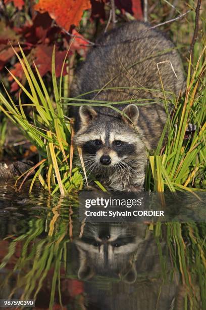 Raccoon or racoon, Adulte , , Order : Carnivora, Family ;Procyonidae,.