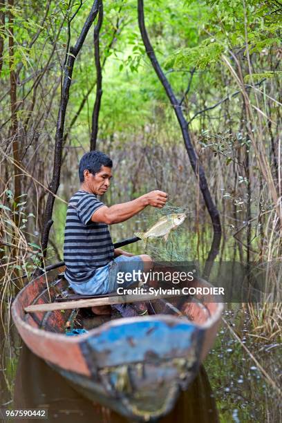 Amérique du Sud, Brésil,état d'Amazonas, bassin du fleuve Amazone, indien Apurina, pêcheur sur son canot, relève son filet, capture d'un Jaraqui .