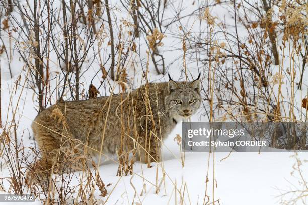 Lynx Canadien , Bozeman, Montana, USA.