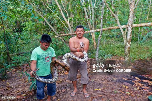 Amérique du Sud, Brésil,état d'Amazonas, bassin du fleuve Amazone, indien Apurina, indien tenant un boa constricteur.