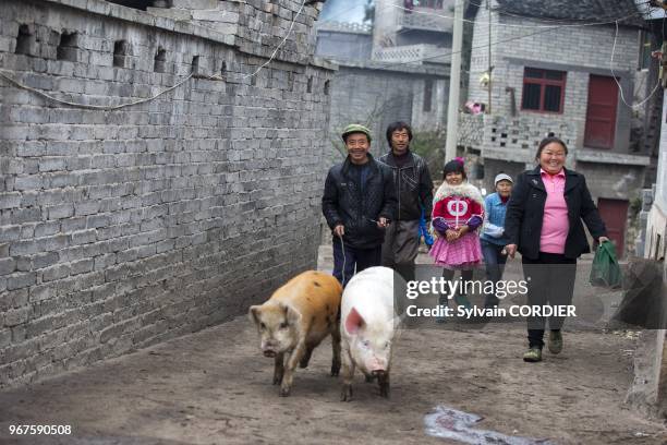 Chine, province du Guizhou, village de Galapo, ethnie des Four Seals Miao, cochons dans les rues du village. China, Guizhou province, Galapo village,...