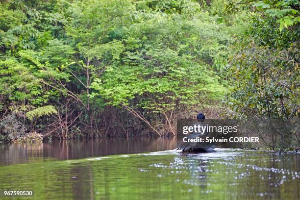 Amérique du Sud, Brésil,état d'Amazonas, bassin du fleuve Amazone, indien Apurina, pêcheur sur son canot allant relever son filet de pêche.