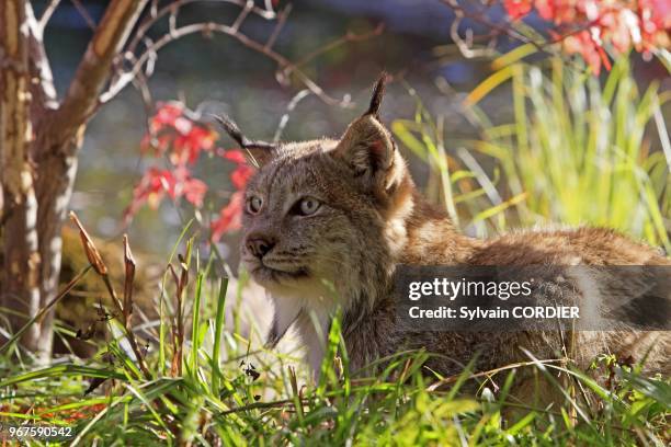 Canadian Lynx , order : carnivora , family : felidae.