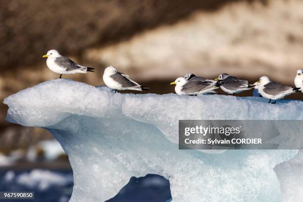 Norvège, Archipel du Svalbard, Spitzberg, Mouette tridactyle ,posées sur un iceberg.