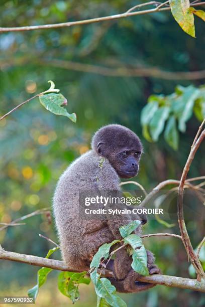 Amérique du Sud, Brésil,état d'Amazonas, bassin du fleuve Amazone, Lagotriche gris ou lagotriche commun ou singe laineux commun , jeune bébé.