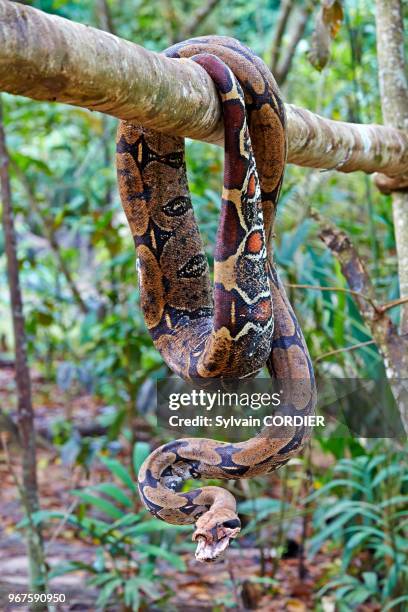 Amérique du Sud, Brésil,état d'Amazonas, bassin du fleuve Amazone, Boa constricteur .