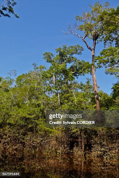 Amérique du Sud, Brésil,état d'Amazonas, bassin du fleuve Amazone, forêt inondée.