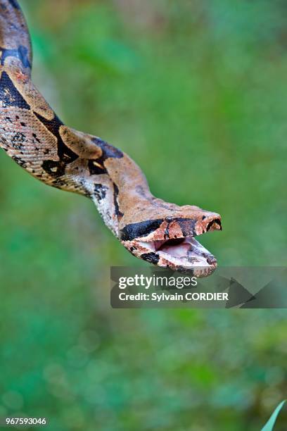 Amérique du Sud, Brésil,état d'Amazonas, bassin du fleuve Amazone, Boa constricteur .