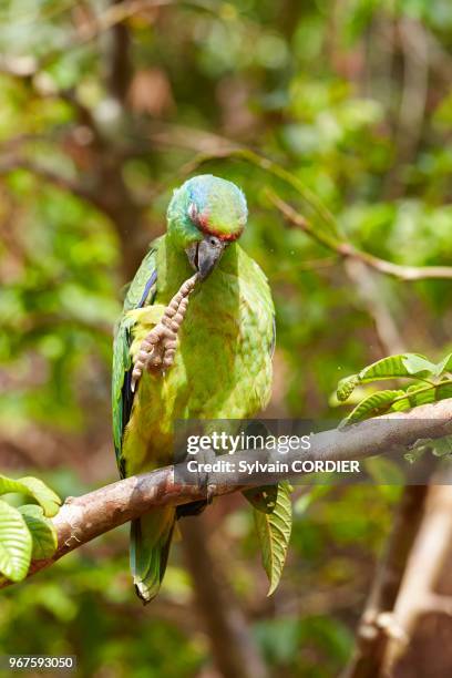 Amérique du Sud, Brésil,état d'Amazonas, bassin du fleuve Amazone, Amazone tavoua de la ssp. Festiva , perché sur une branche, fait sa toilette.