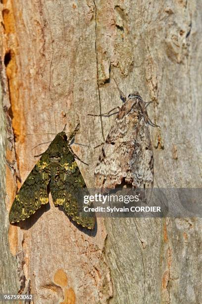 Amérique du Sud, Brésil,état d'Amazonas, bassin du fleuve Amazone, Papillon de nuit posé sur une arbre.