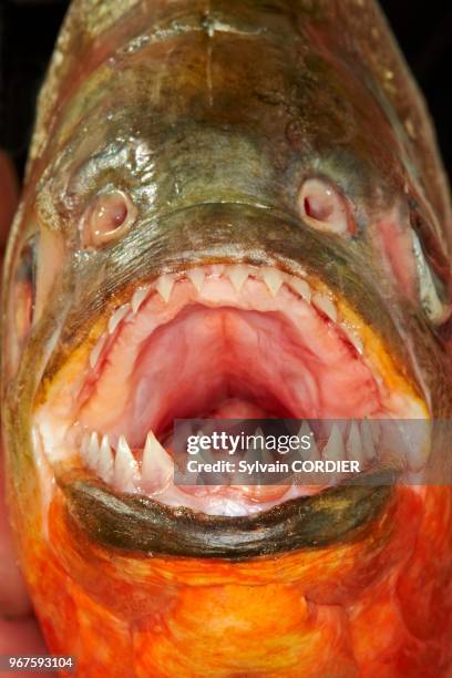 Amérique du Sud, Brésil,état d'Amazonas, bassin du fleuve Amazone, le long du Rio Ipixuna, piranha à ventre rouge .