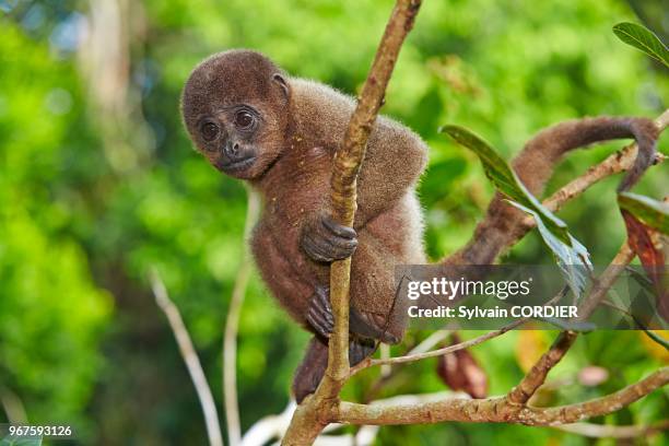 Amérique du Sud, Brésil,état d'Amazonas, bassin du fleuve Amazone, Lagotriche gris ou lagotriche commun ou singe laineux commun , jeune bébé.