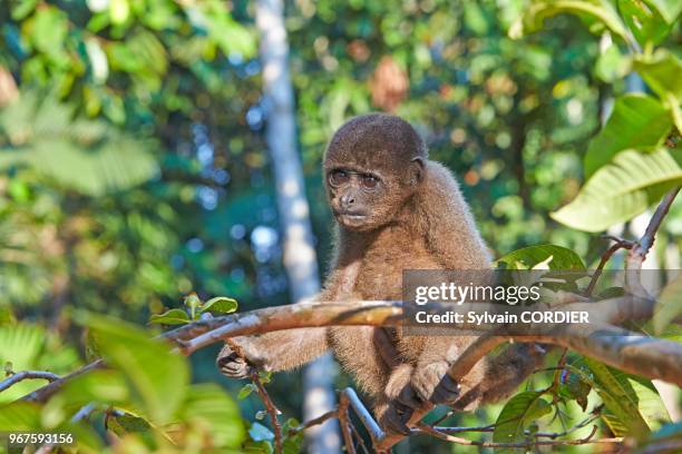 Amérique du Sud, Brésil,état d'Amazonas, bassin du fleuve Amazone, Lagotriche gris ou lagotriche commun ou singe laineux commun , jeune bébé.