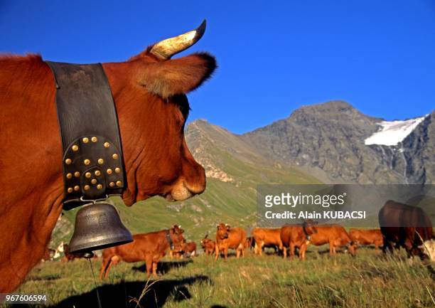 Alpages du Clou, Haute Tarentaise, Vaches tarines, Vanoise, Savoie, France.