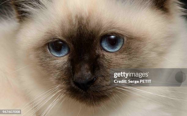 Feliform Split 10 747 Feliformia Stock Photos, High-Res Pictures, and Images - Getty ...