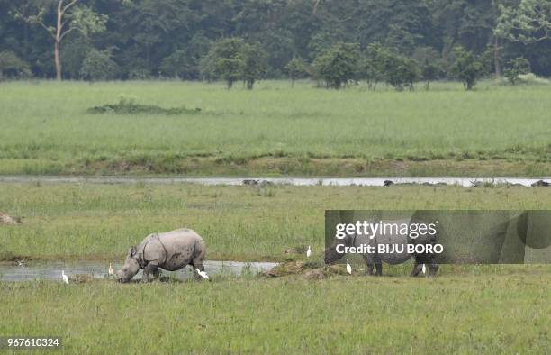 One-horned rhinoceroses graze in the Pabitora Wildlife Sanctuary in Morigaon in the Indian state of Assam on June 5, 2018. - Pobitora has the highest...